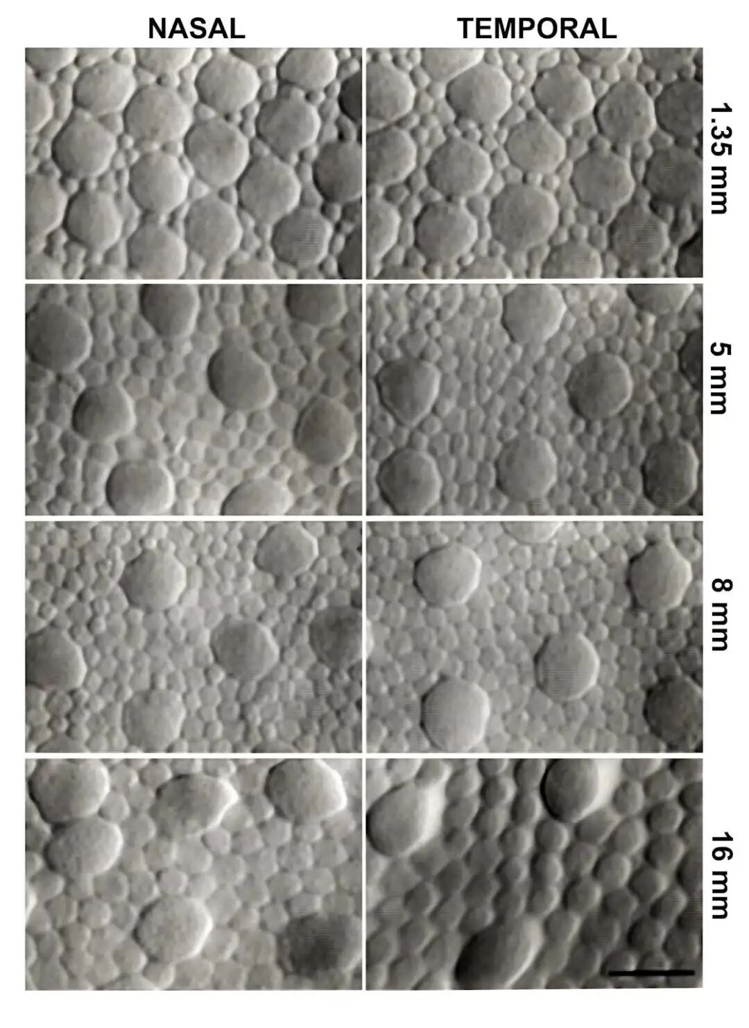 人类视网膜视锥细胞分布地形图