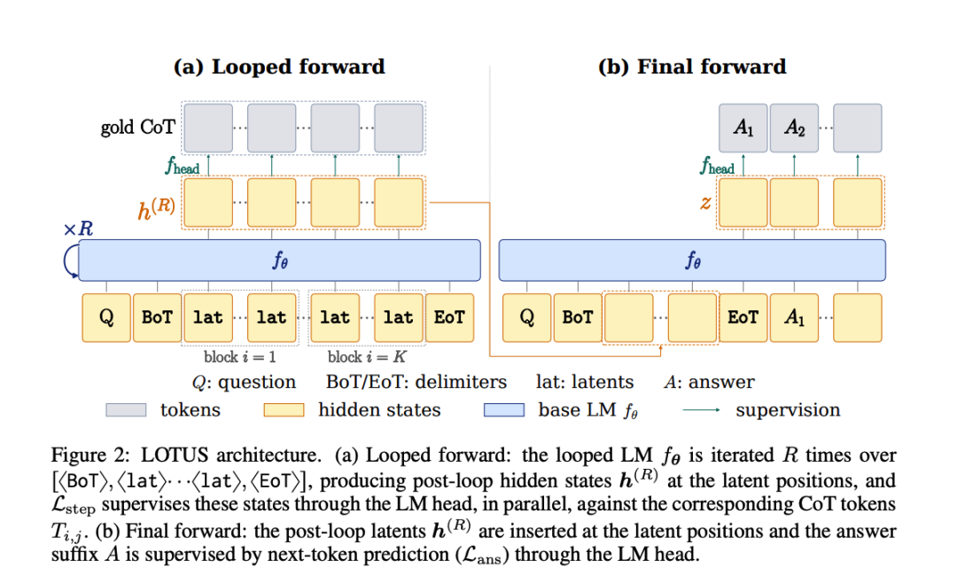 LOTUS架构图:looped forward与final forward机制示意图