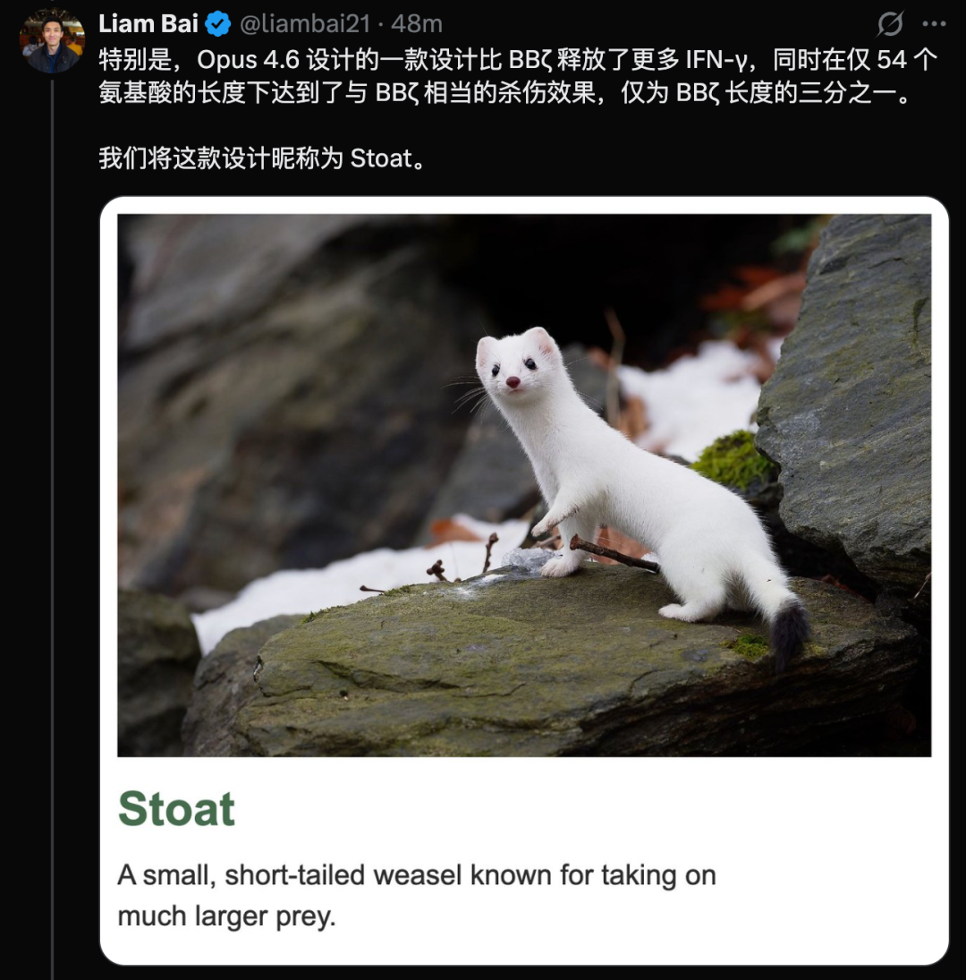 Liam Bai关于Stoat设计的推文截图