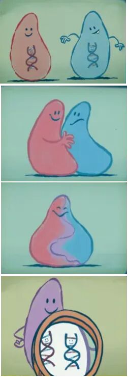 四格漫画展示两个DNA角色从分离到融合的过程