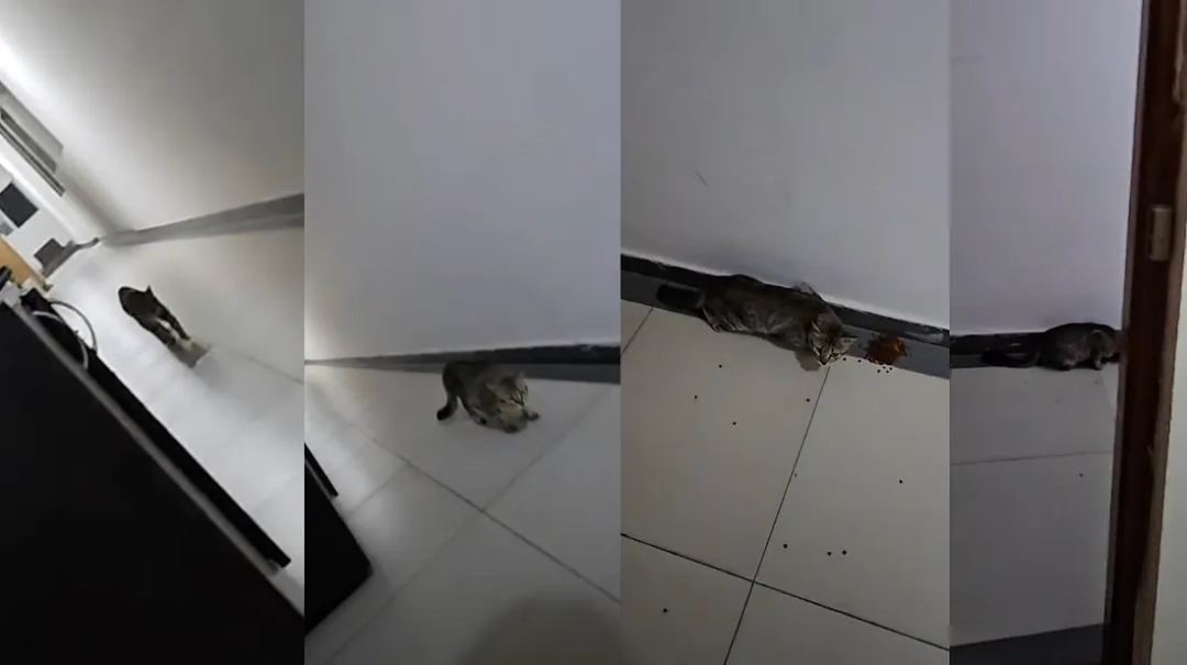 猫咪在三个不同位置的监控瞬间