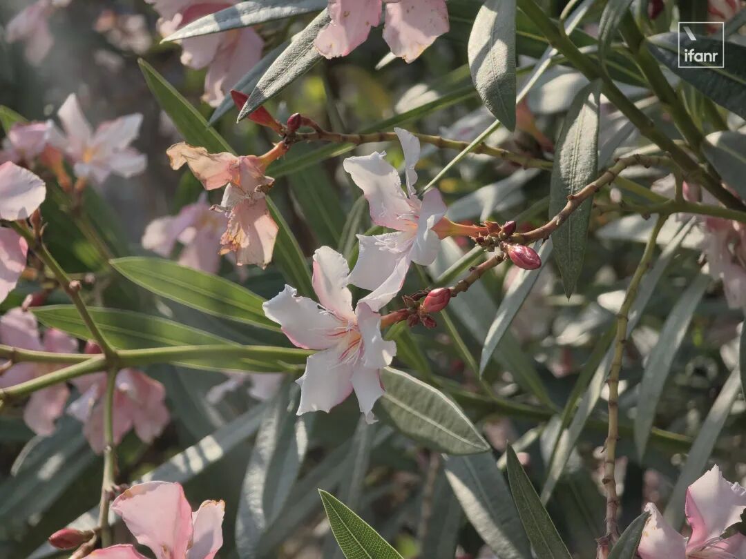 植物花朵特写样张