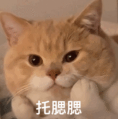 托腮猫表情包