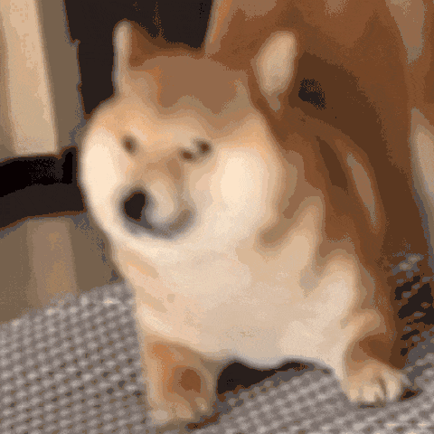 一只柴犬在垫子上摇头晃脑的呆萌动图