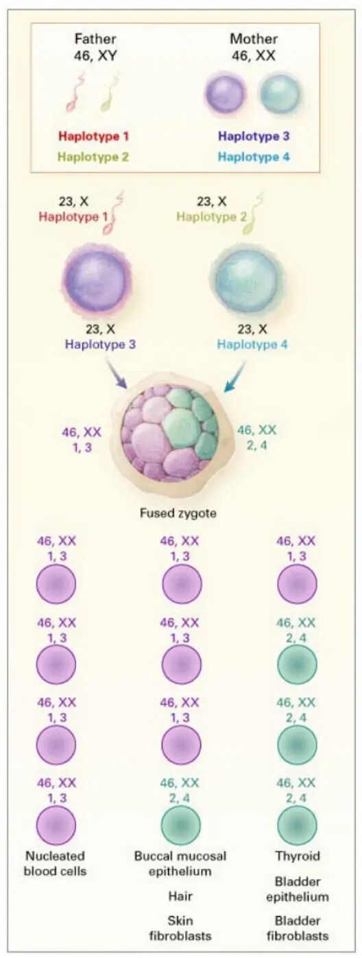 人类性别决定与细胞分化示意图，展示两套基因组在不同组织的分布