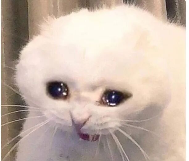 悲伤的白色猫咪特写