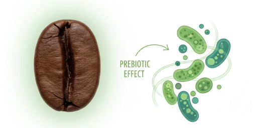 咖啡豆与益生元效应示意图