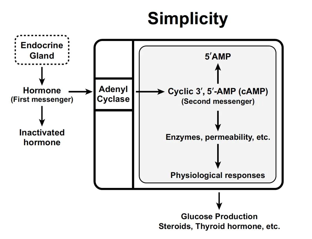 环磷酸腺苷(cAMP)参与的第一信使信号传导通路示意图,标题为‘Simplicity’