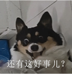 柯基犬惊讶表情图