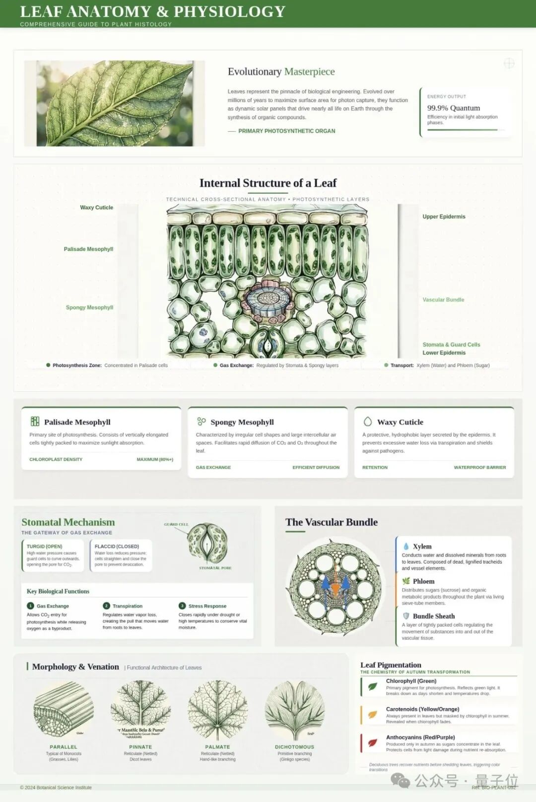 绿叶解剖信息图（由 UniWorld-V2.5 生成）