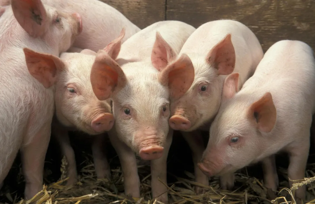 五只小猪在铺有干草的围栏内