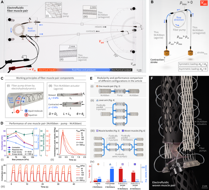 电液驱动纤维肌肉的结构与性能示意图