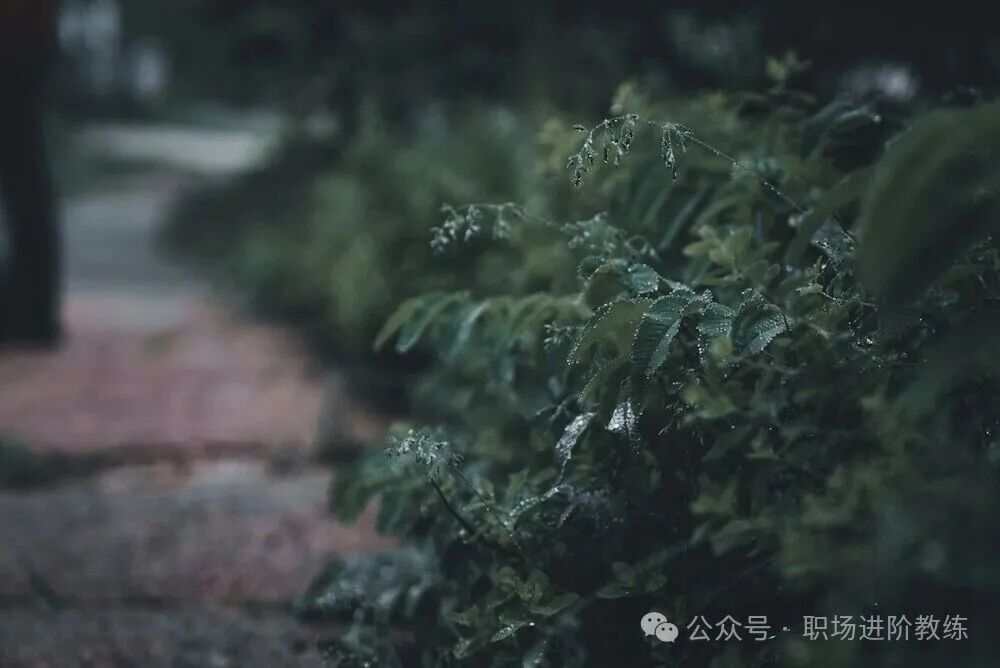 雨后植物叶片上布满水珠的自然场景,适合物理断连时散步观察