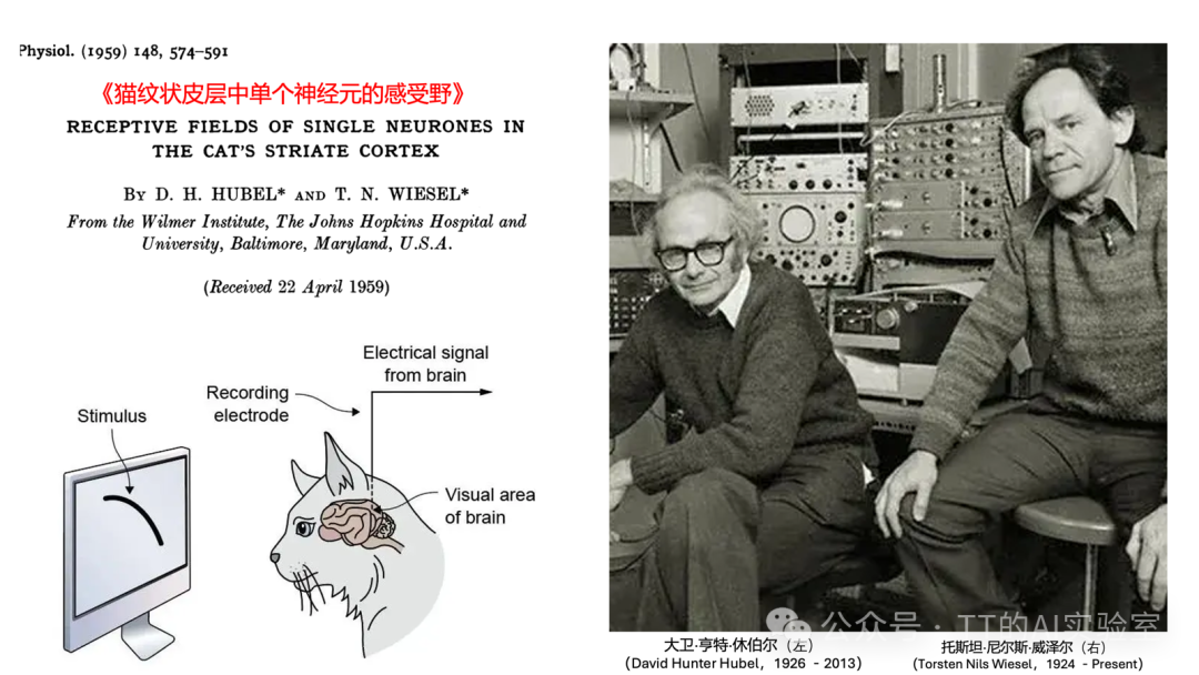 1959年HUBEL和WIESEL关于猫视觉皮层感受野的经典论文
