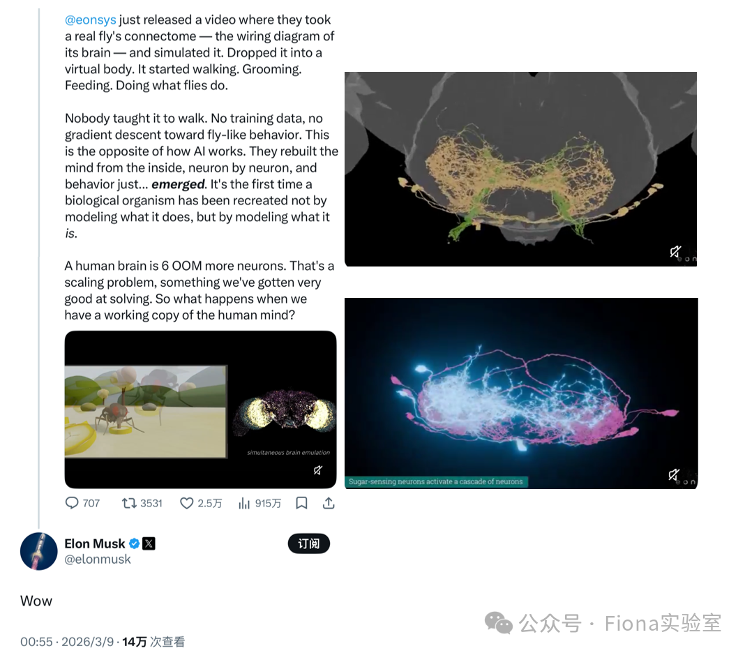 马斯克转发关于果蝇脑连接组仿真视频的社交媒体截图
