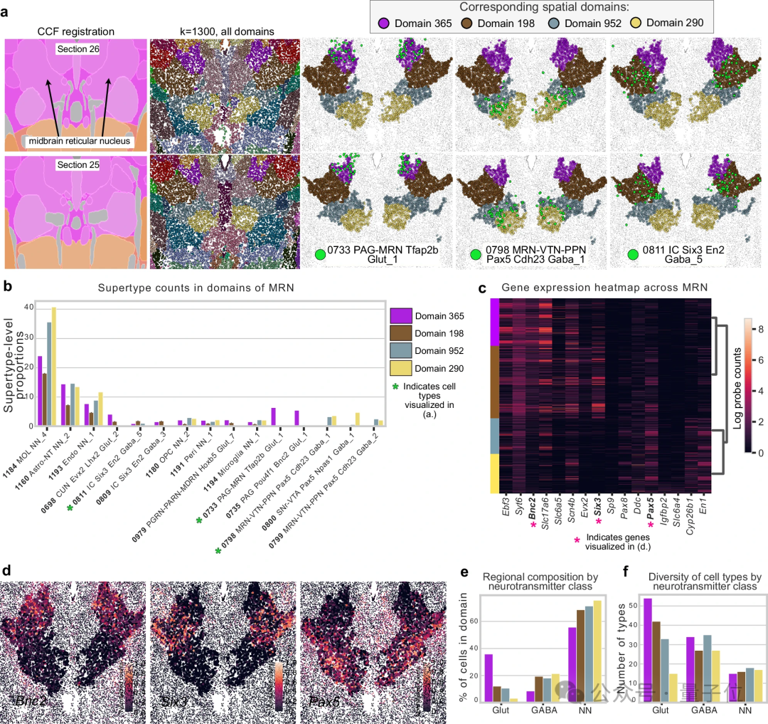 中脑网状核区域的新发现