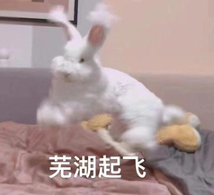 白色兔子抱着玩偶配文芜湖起飞的表情包