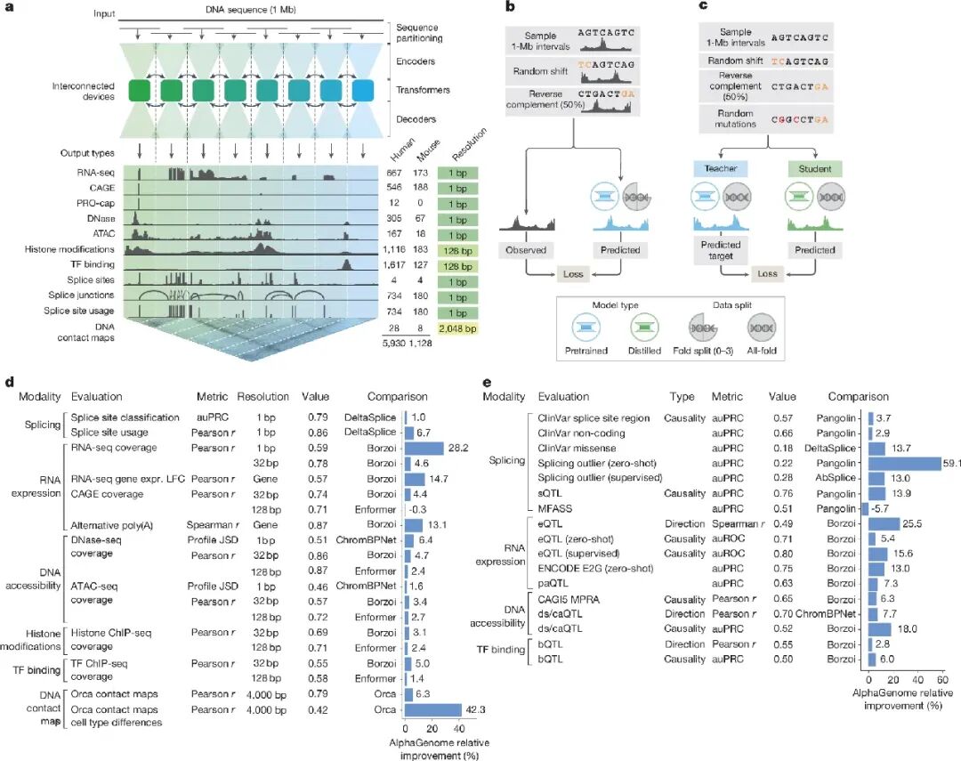 AlphaGenome模型架构、训练与性能评估图