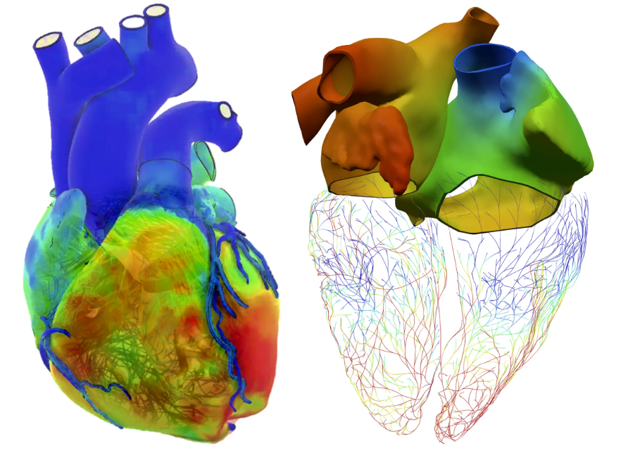 心脏三维解剖与神经纤维网络模型示意图