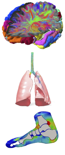 人体大脑、肺部和脚部的彩色三维模型示意图