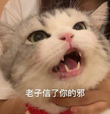 猫不信