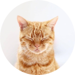 一张闭眼放松的猫咪图片