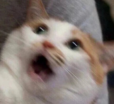 惊讶的猫咪表情包