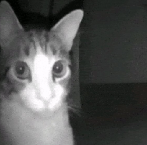 夜视风格猫咪特写