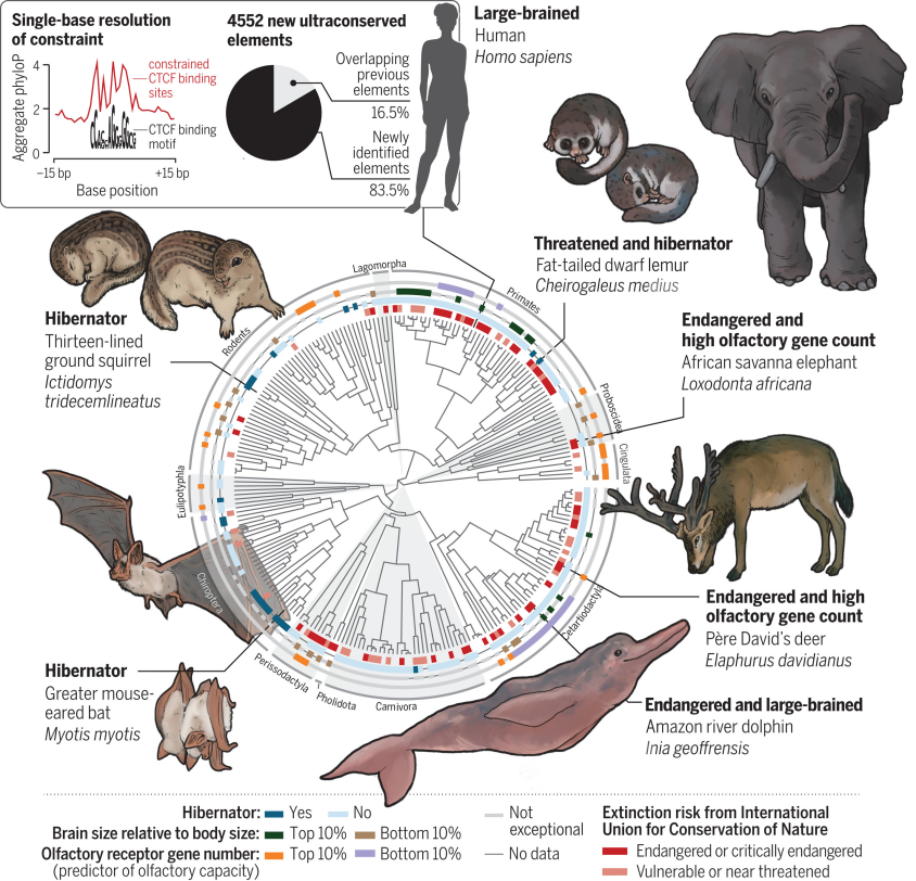 展示240种哺乳动物基因组比较与进化关系的科学信息图