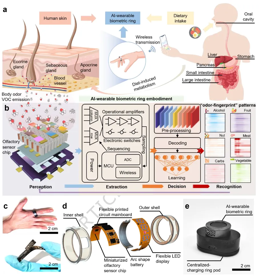 AI可穿戴生物识别戒指工作原理与结构分解图