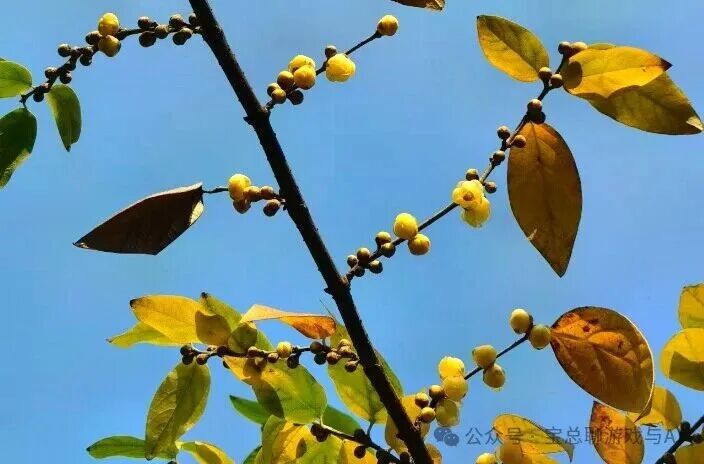 一根挂满黄色果实的树枝，象征收获与成长