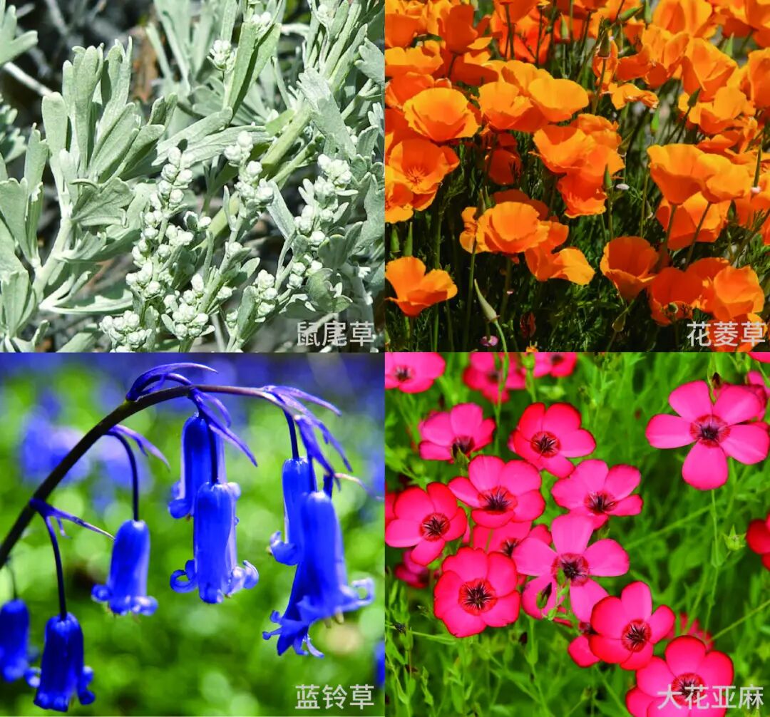 构成LA28主色调的四种植物:鼠尾草、花菱草、蓝铃草、大花亚麻