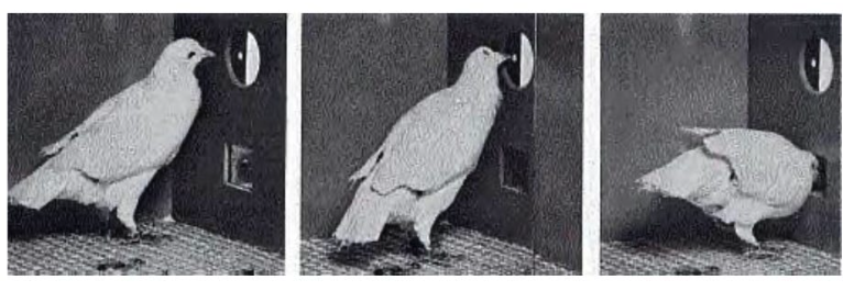 斯金纳的鸽子行为学实验场景