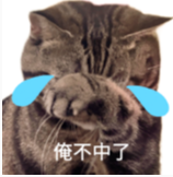 “俺不中了”的悲伤猫咪表情包