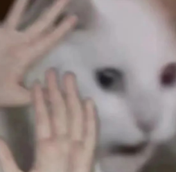 模糊猫表情包