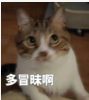 表示惊讶的猫表情包