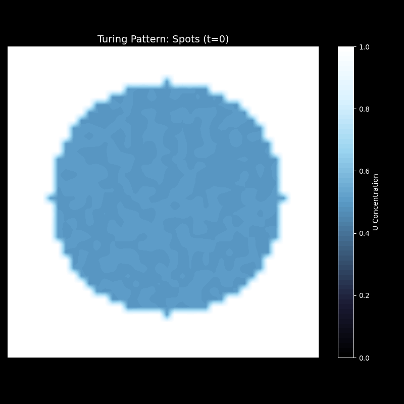 斑点图案演化过程：从中心扰动到均匀分布的六边形斑点