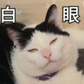 翻着白眼的猫咪表情包