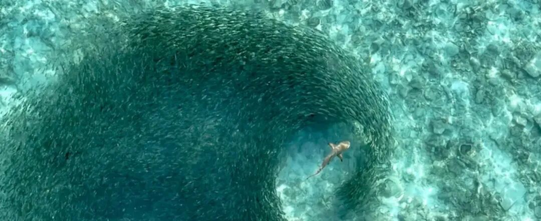 高空俯瞰的海洋鱼群形成漩涡状奇观