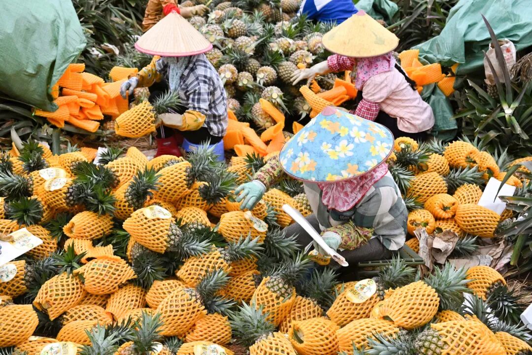 海口大坡镇农民将凤梨打包装箱