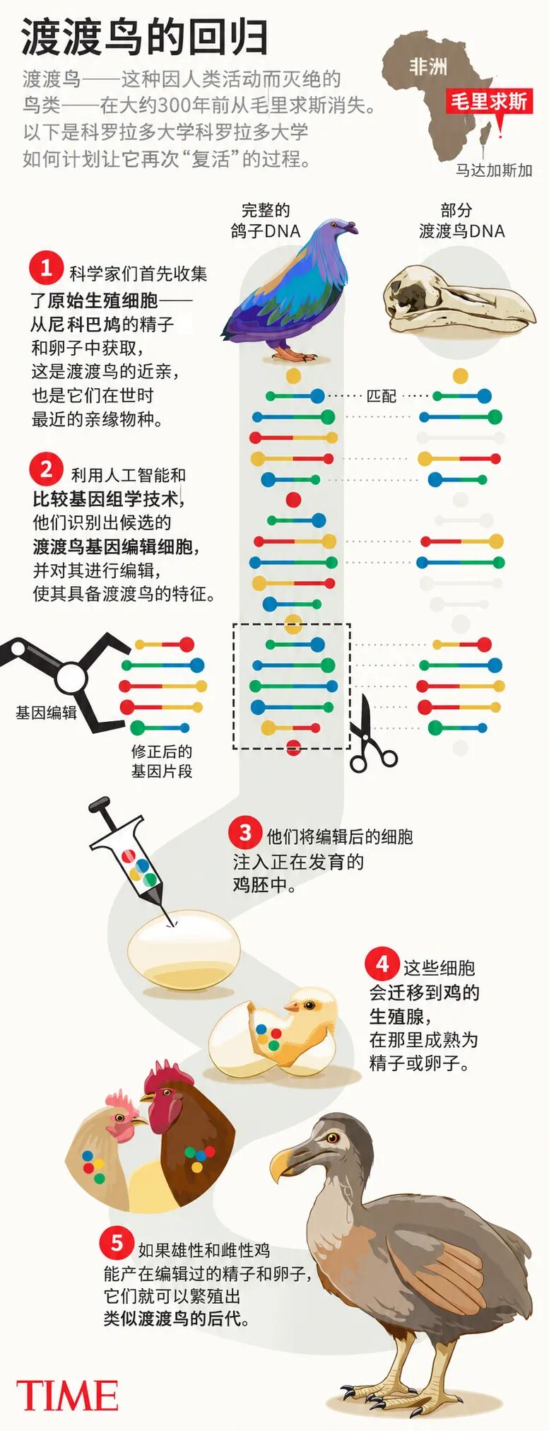 渡渡鸟回归计划信息图:从收集原始生殖细胞、基因编辑、注入鸡胚到繁殖类似渡渡鸟后代的五个步骤
