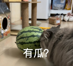 好奇的猫咪表情包