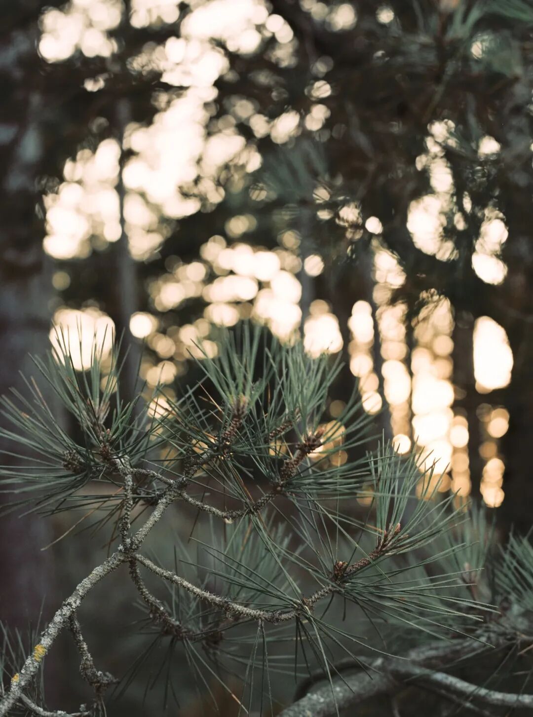 松树枝特写与光斑