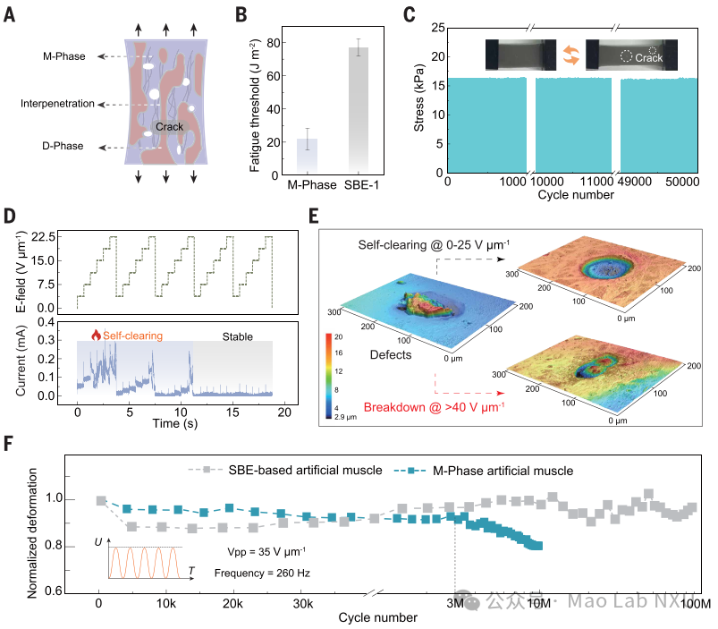 图3：SBE人工肌肉的长期耐久性与电学稳定性测试
