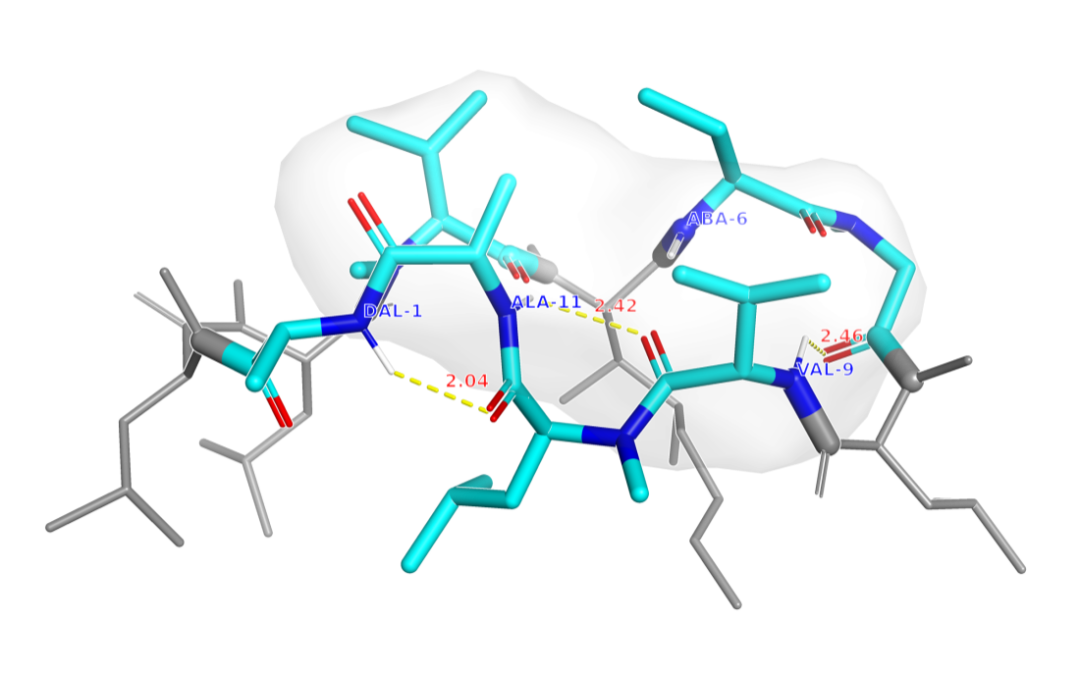 环孢素A在真空中的闭合态分子构象图