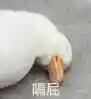 入职一个月后的精神状态:鸭子把头埋进身体里只露出嘴巴