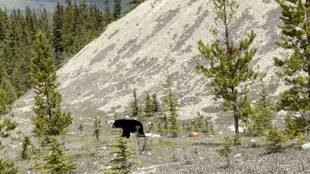 一只黑熊在山地森林环境中行走