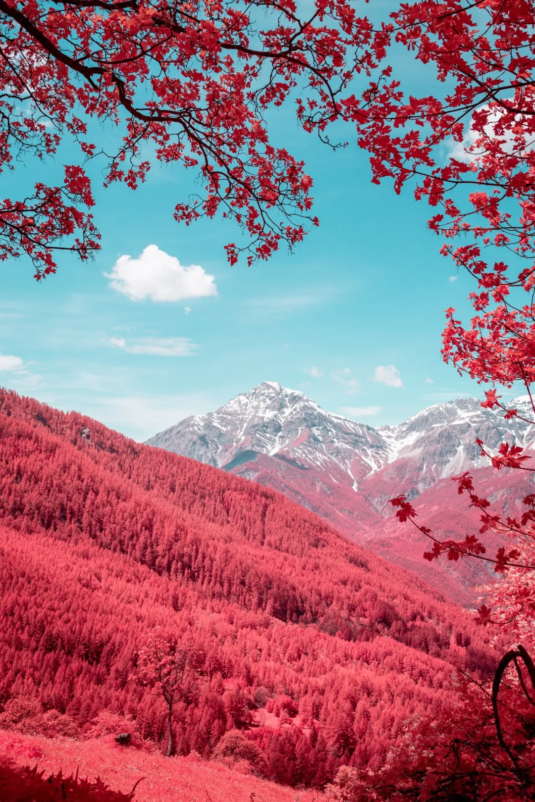 以红色树枝为前景框的雪山风景