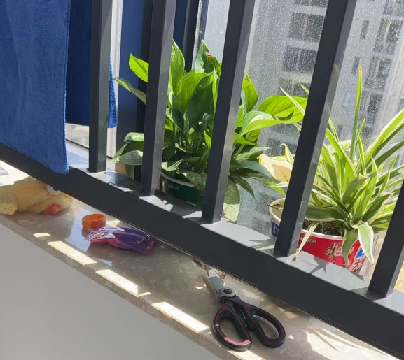 清晨的阳台,摆放着包括泡面桶花盆在内的几盆绿植