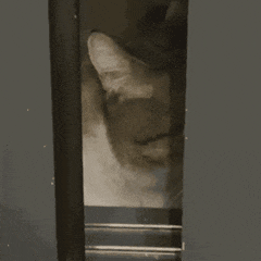 一只猫从门缝里探出头来的迷惑表情动图